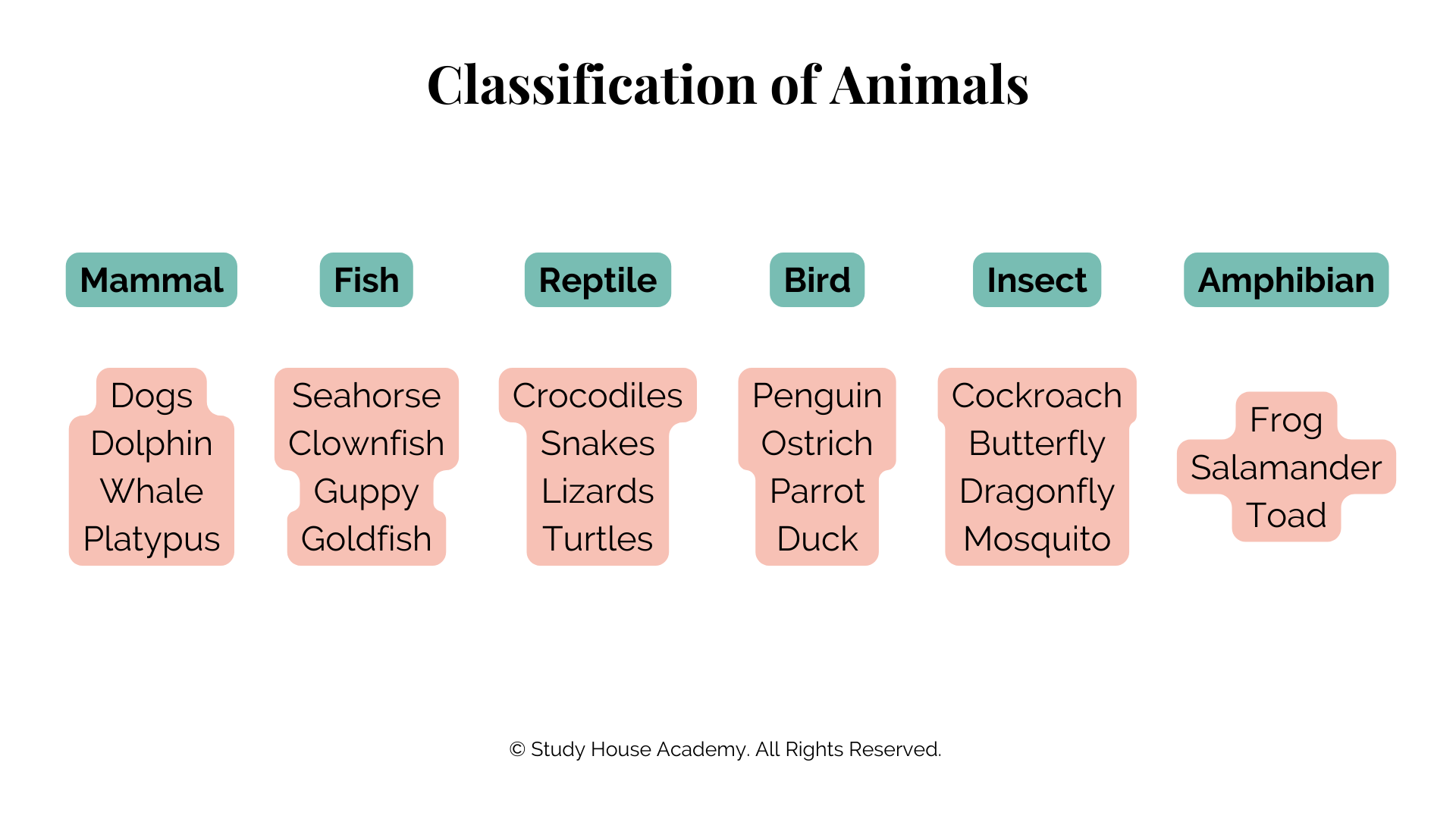 Classification of Animals